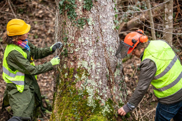 Professional Tree Services in Turtle Creek, PA